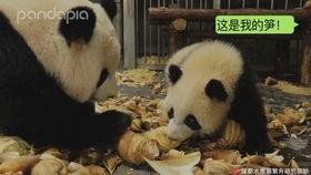 最新爆料熊猫视频,揭秘幕后真相，带你走进神秘世界  第3张