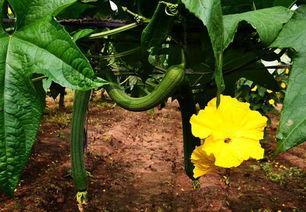 加拿大丝瓜爆料视频大全,揭秘幕后真相与精彩瞬间